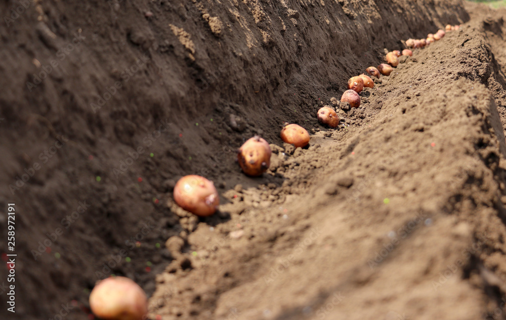 potatoes that are sprouted are sown in the ground