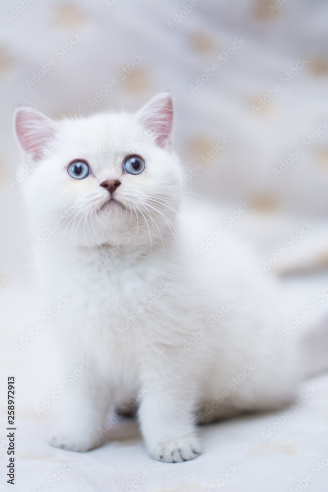 kitten cat Scottish straight, loose fluffy, animal munchkin kitten cat Scottish straight, loose fluffy, animal munchkin