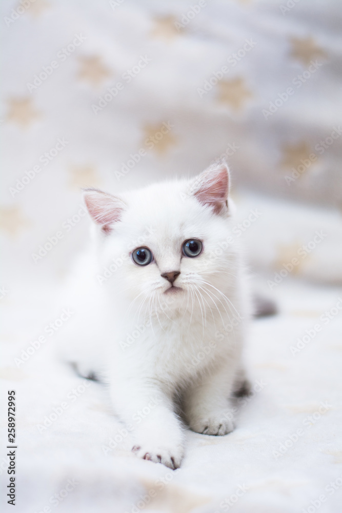kitten cat Scottish straight, loose fluffy, animal munchkin kitten cat Scottish straight, loose fluffy, animal munchkin