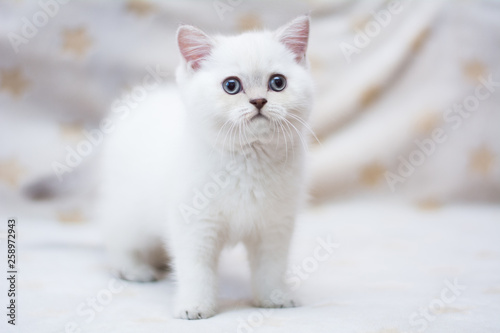 kitten scottish british cat burma munchkin animals photo