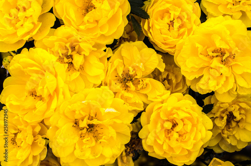Fototapeta Naklejka Na Ścianę i Meble -  texture of many yellow flowers