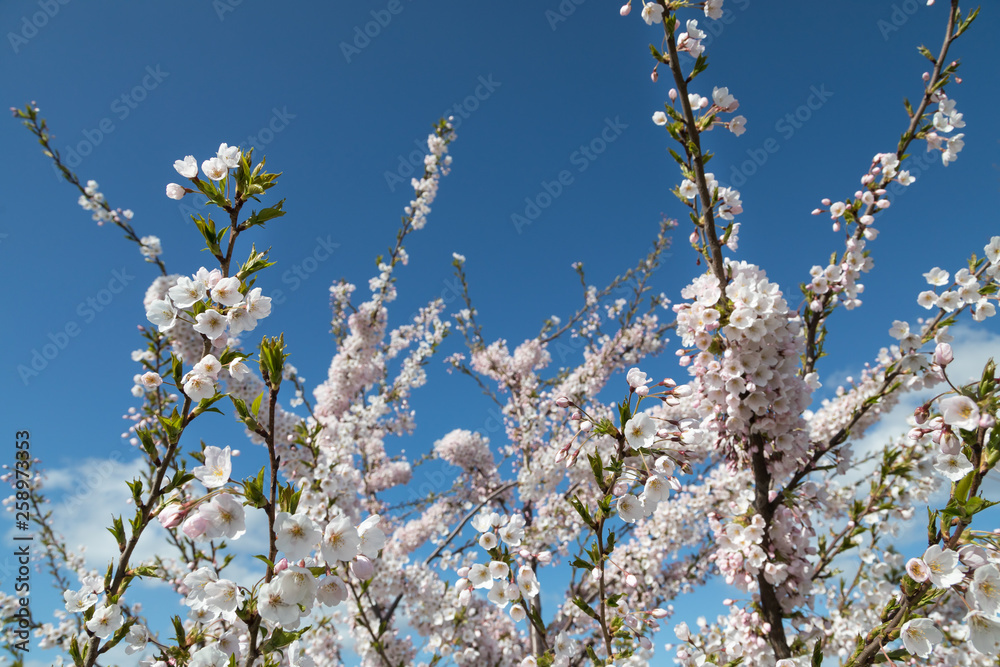 cherry_blossom cherry_blossom