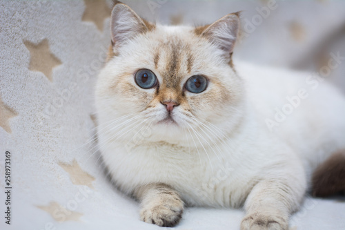 Fototapeta Naklejka Na Ścianę i Meble -  kitten cat Scottish straight, loose fluffy, animal munchkin