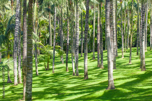 Fototapeta Naklejka Na Ścianę i Meble -  Palm oil tree plantation field aerial of agricultural industrial, Nature background