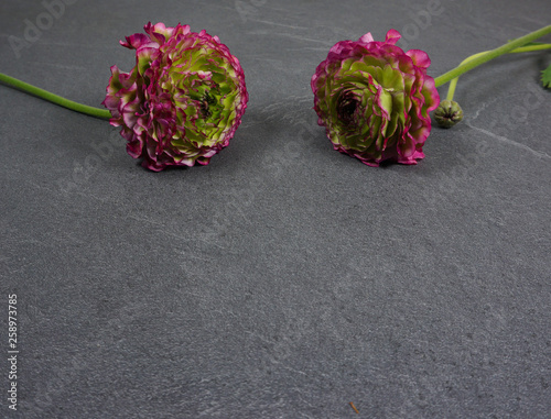 Beautiful colored ranunculus flowers on a grey wooden background photo