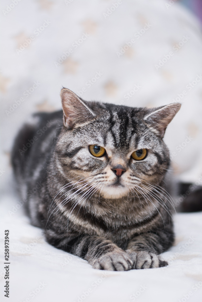 kitten cat Scottish straight, loose fluffy, animal munchkin kitten cat Scottish straight, loose fluffy, animal munchkin