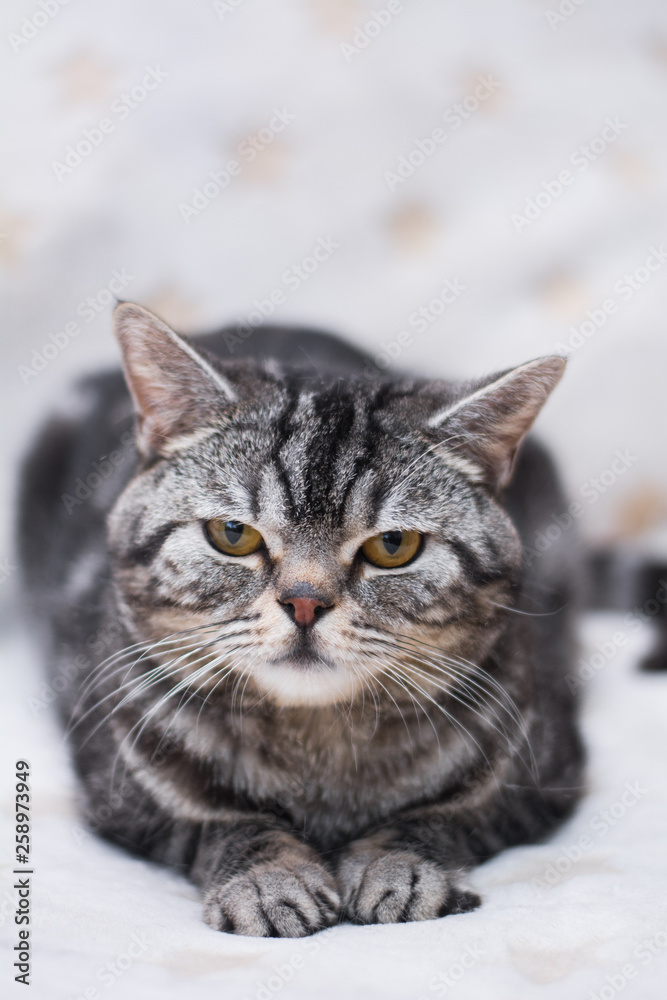 kitten scottish british cat burma munchkin animals kitten scottish british cat burma munchkin animals