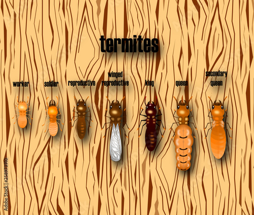 termite life cycle with wood background,cartoon style,vector.	