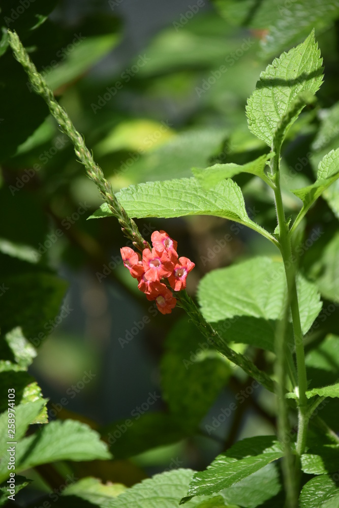 flores flores