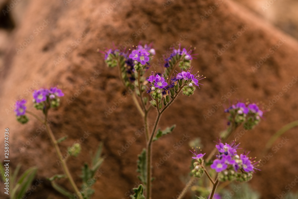 Notch-leaved Phacelia wild flowers from the Mojave desert Notch-leaved Phacelia wild flowers from the Mojave desert