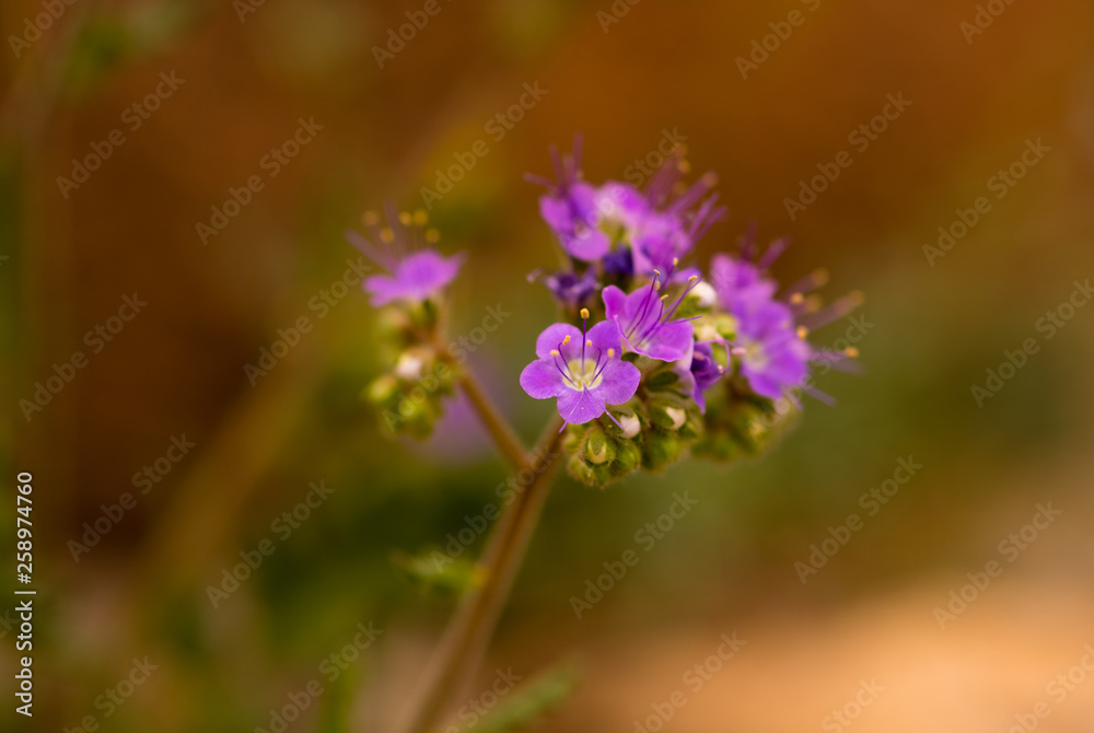 Notch-leaved Phacelia wild flowers from the Mojave desert Notch-leaved Phacelia wild flowers from the Mojave desert