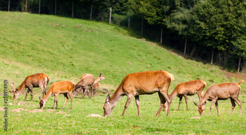 Fototapeta Naklejka Na Ścianę i Meble -  forest animal, Styria, Austria