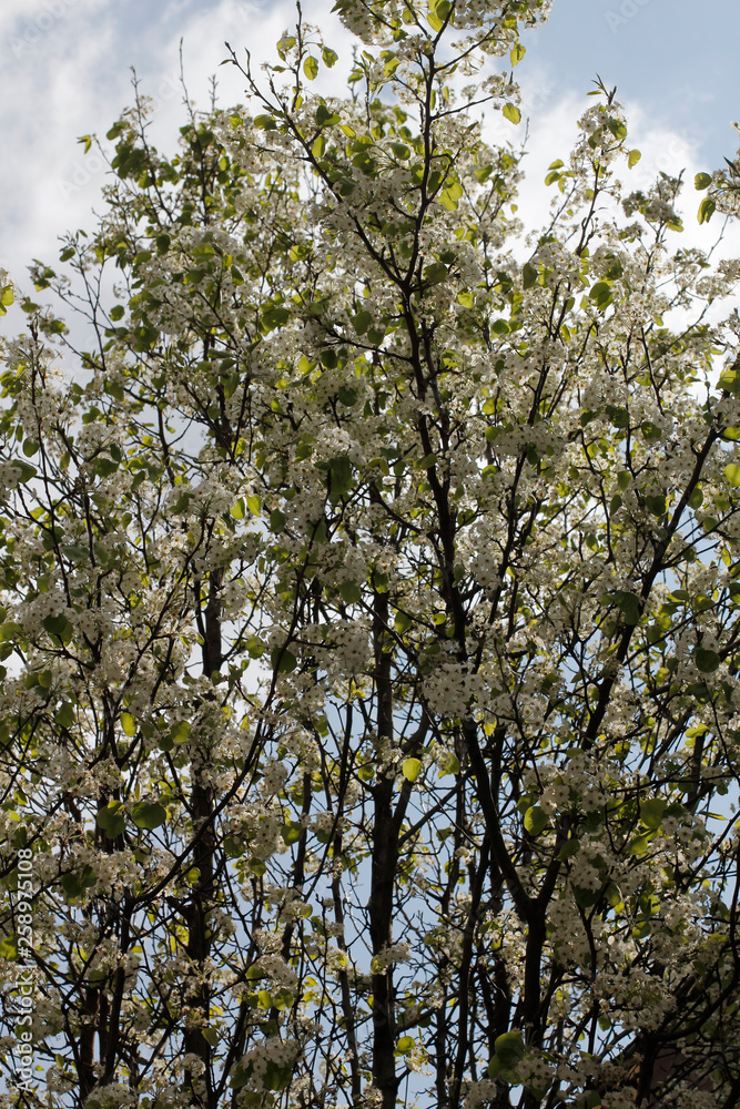 Tree in spring Tree in spring
