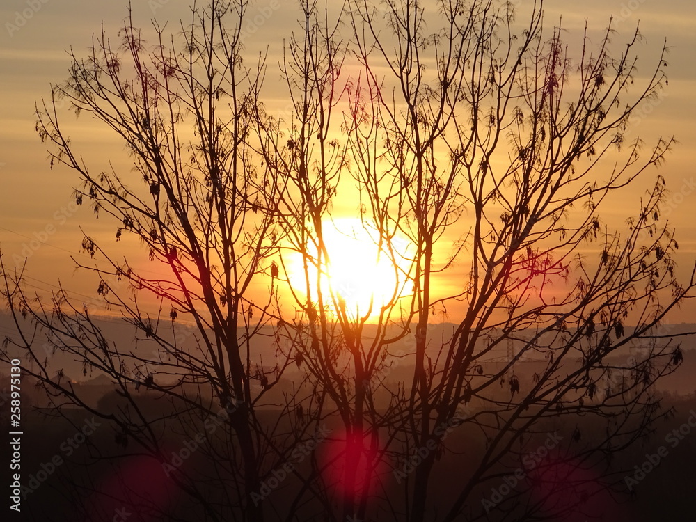 Obraz premium Baum im Sonnenaufgang