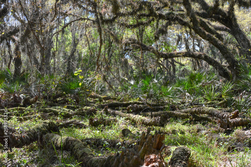 Tropical forest in Florida's Myakka River State Park