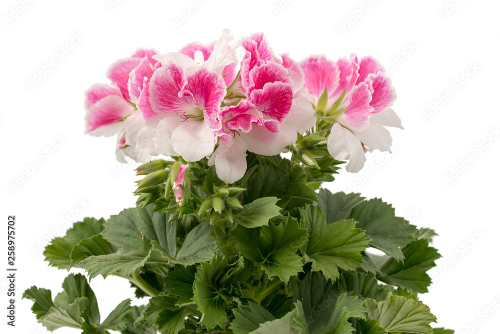 Pelargonium grandiflorum Pelargonium grandiflorum