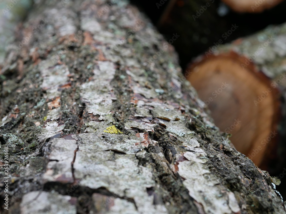 Polonne / Ukraine - 2 February 2019: deforestation, log deck, pile of wood Polonne / Ukraine - 2 February 2019: deforestation, log deck, pile of wood