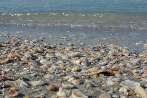 Seashells along the tropical Florida Gulf Coast on Longboat Key