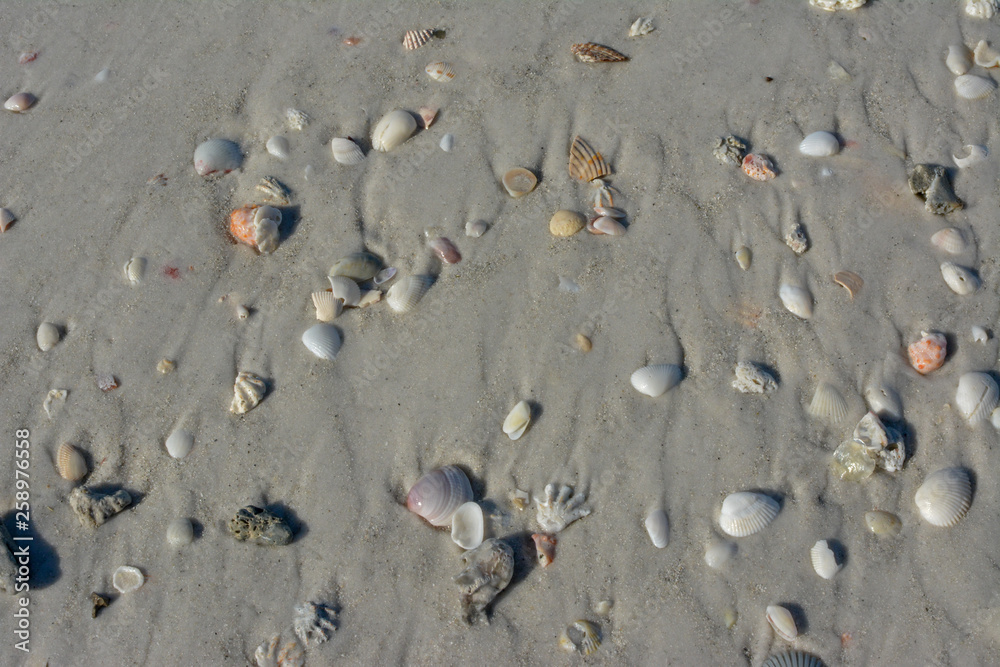 Seashells along the tropical Florida Gulf Coast on Longboat Key Seashells along the tropical Florida Gulf Coast on Longboat Key