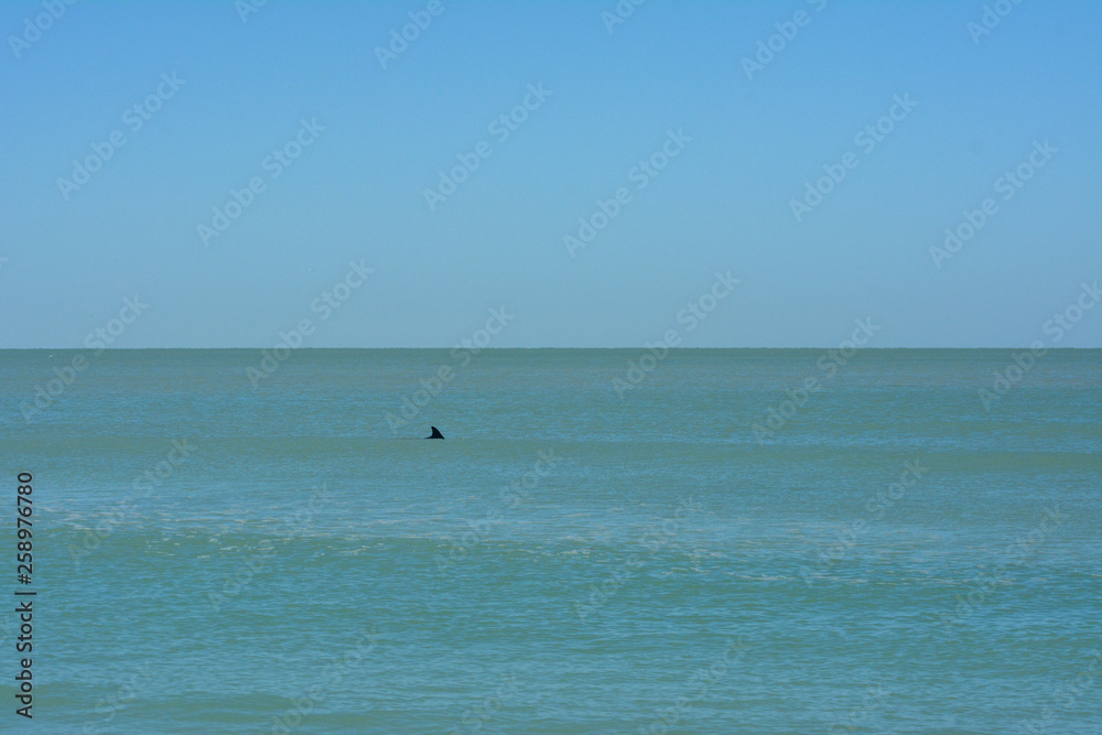 Dolphin swimming in the Gulf of Mexico off Florida's Longboat Key