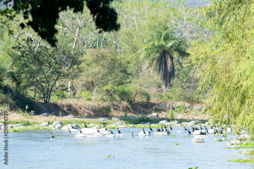 cormoran photo