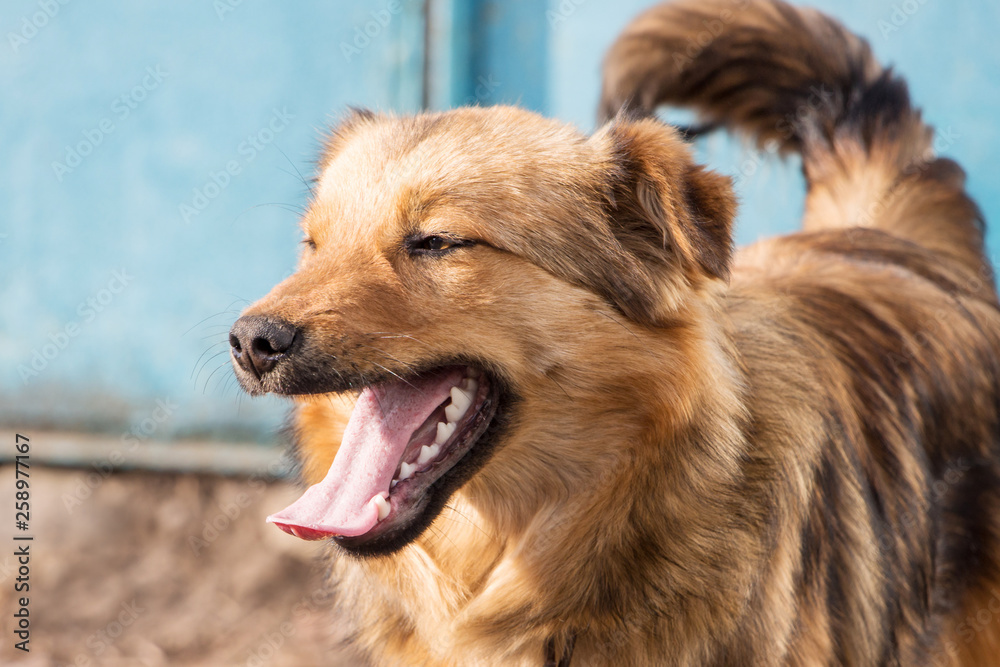 A young brown dog with open mouth in sunny weather. Portrait close-up_ A young brown dog with open mouth in sunny weather. Portrait close-up_