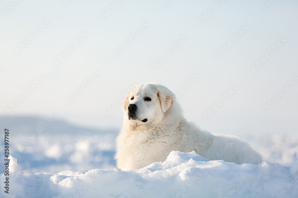 Gorgeous and free maremmano abruzzese dog lying on ice floe and snow on the frozen sea background. Gorgeous and free maremmano abruzzese dog lying on ice floe and snow on the frozen sea background.