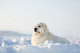 Gorgeous and free maremmano abruzzese dog lying on ice floe and snow on the frozen sea background.