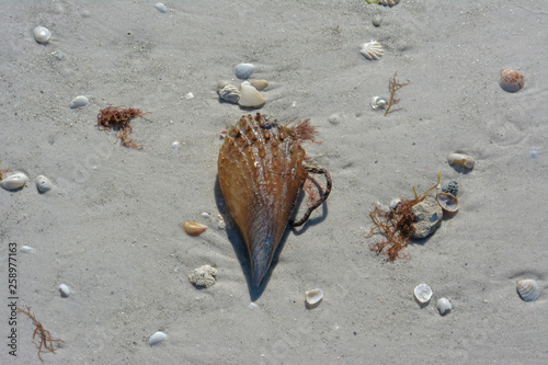 Stiff pen shell on a tropical beach on Florida's Gulf Coast photo