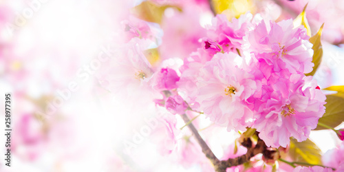 cherry blossom branch  spring bloom