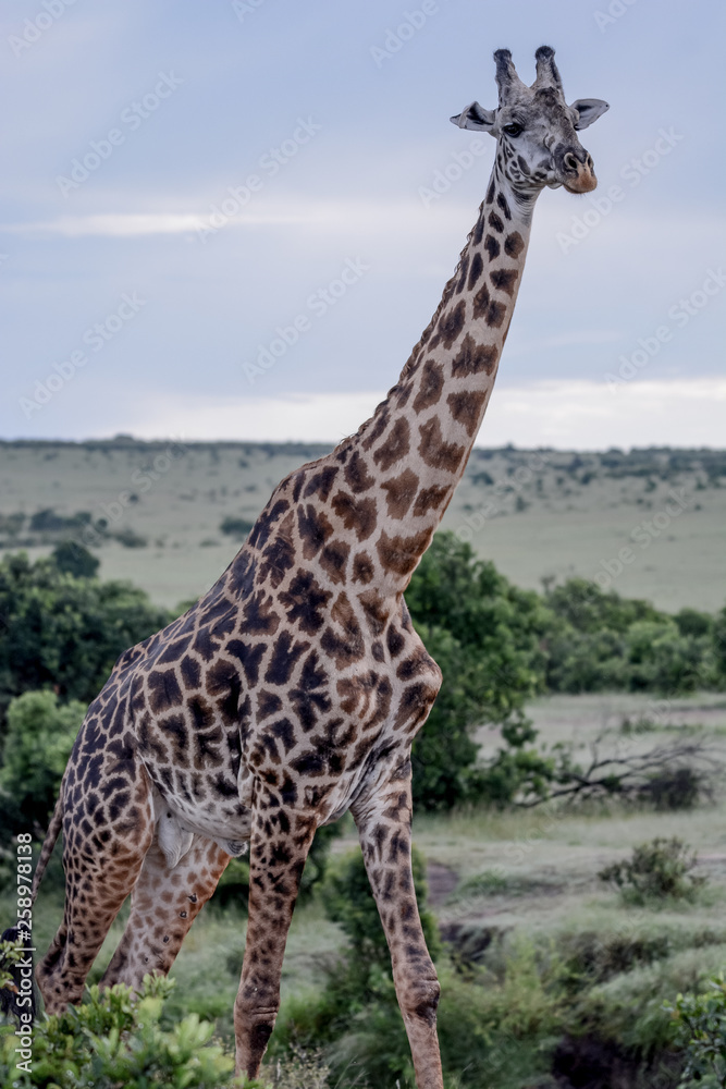 Fototapeta premium Portrait Giraffe in Ngorongoro