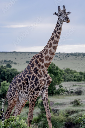 Portrait Giraffe in Ngorongoro