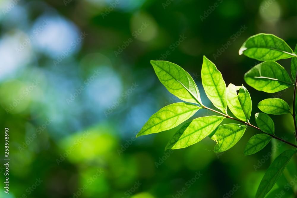Closeup nature view of green leaf on blurred greenery background with sunlight using as background concept Closeup nature view of green leaf on blurred greenery background with sunlight using as background concept