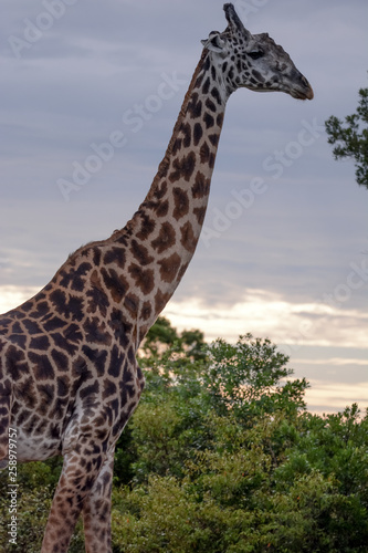 Portrait Giraffe in Ngorongoro © JoseAntonio