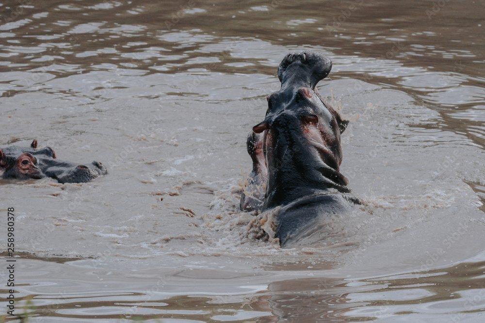 Fototapeta premium Fight Hippo in Serengeti