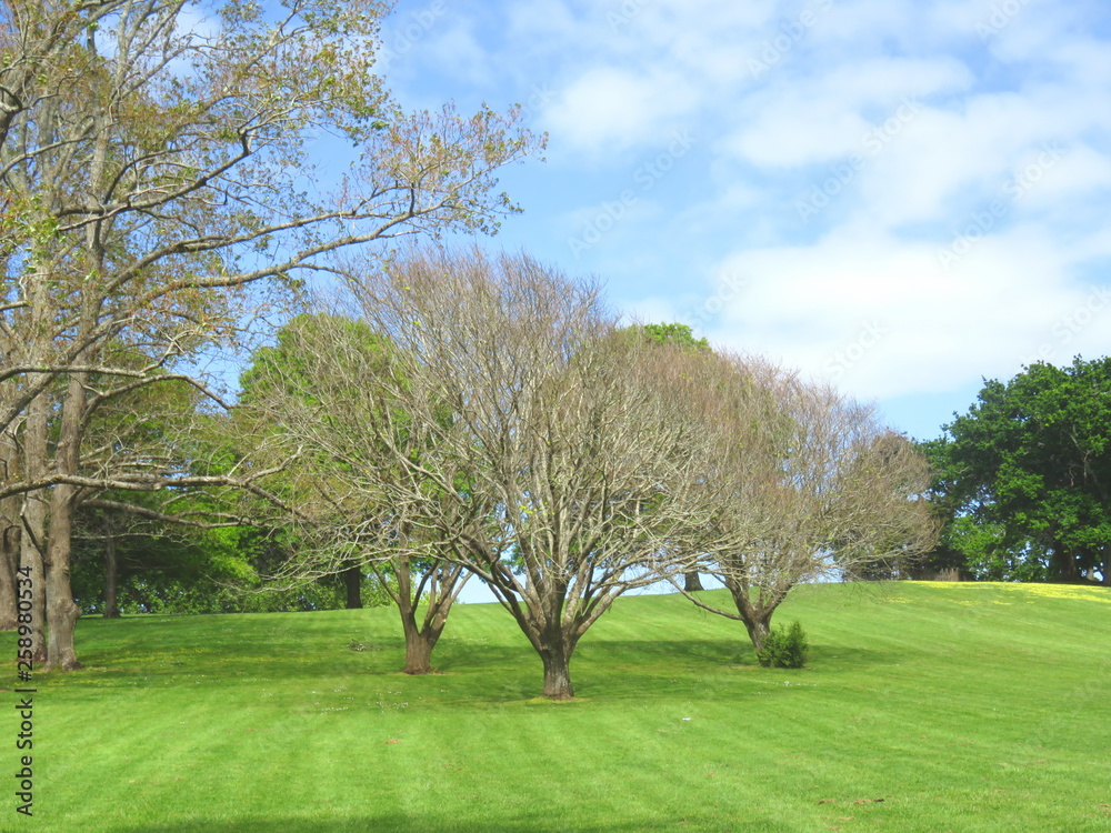 Obraz premium Trees, Auckland