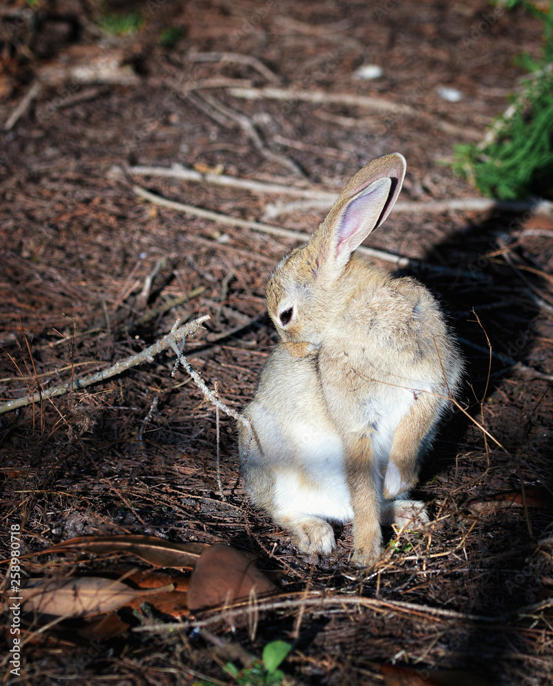 Fototapeta premium rabbit in the field