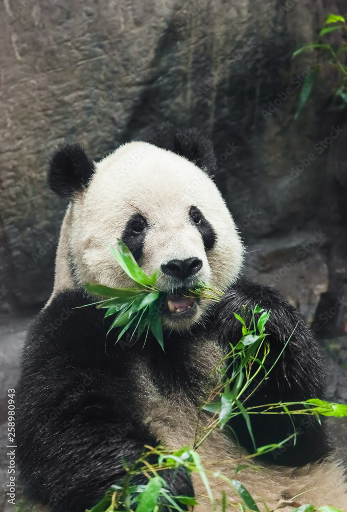 Obraz premium Giant panda eating bamboo