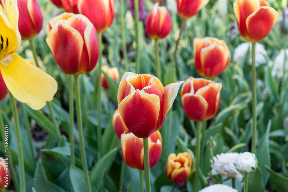 Gorgeous red and orange tulips in springtime, Southern California