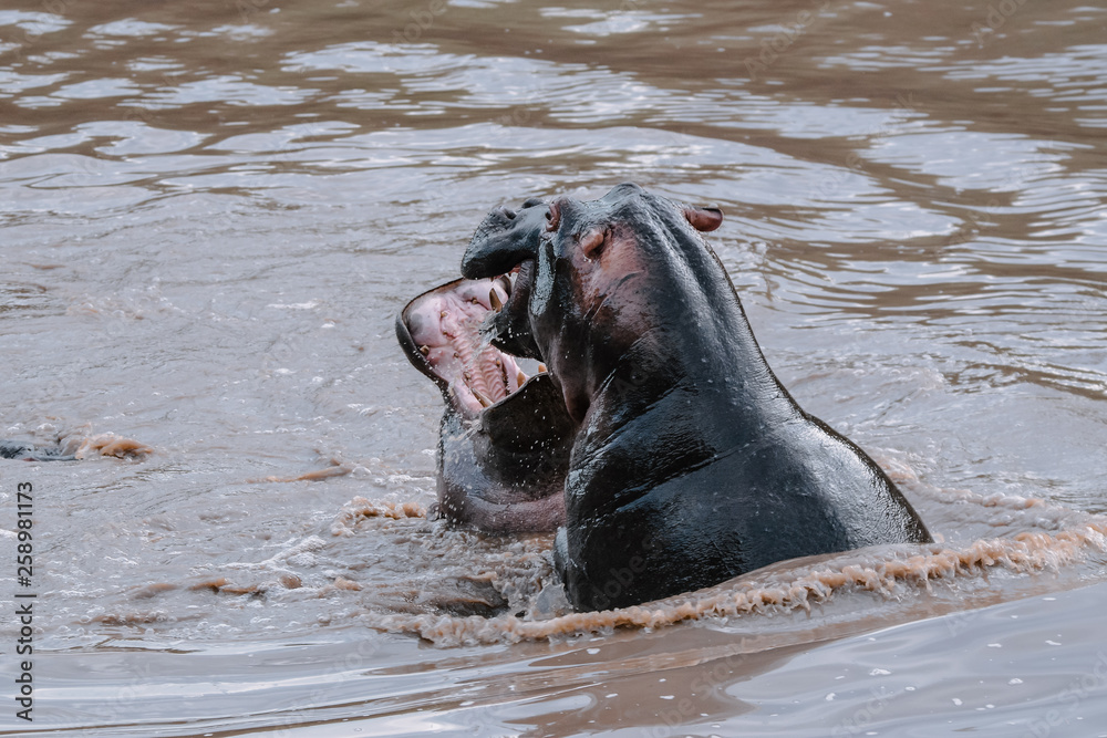 Fototapeta premium Fight Hippo in Serengeti