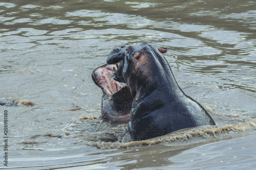 Fototapeta premium Fight Hippo in Serengeti