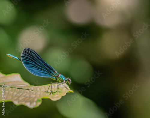 dragonfly on leaf