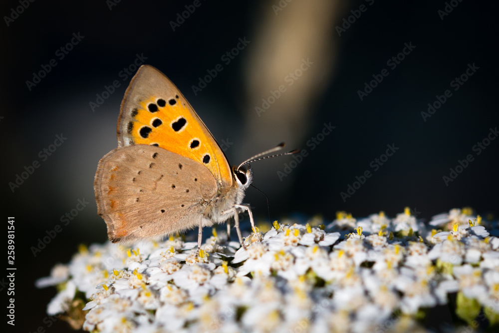 Obraz premium butterfly on flower