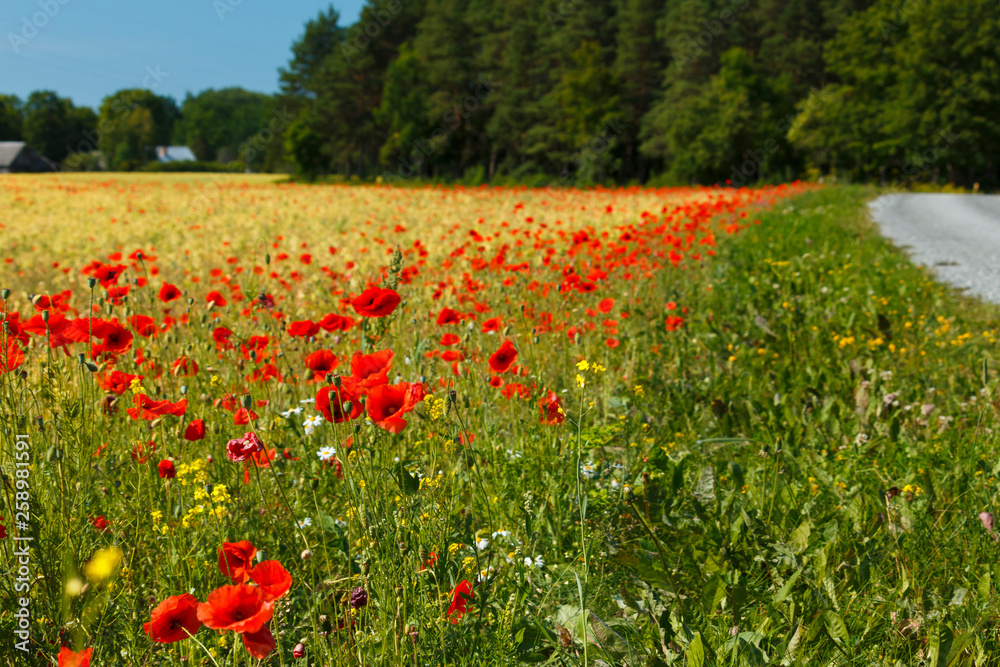 A cornfield with flowering red poppies near village.