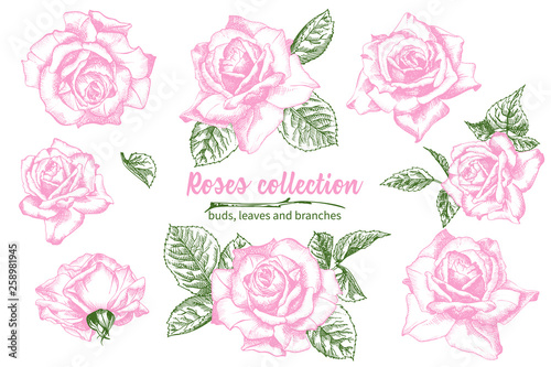 Set of Hand drawn sketch pink roses, leaves and branches Detailed vintage botanical illuatration. Floral frame. Silhouette isollated on white background