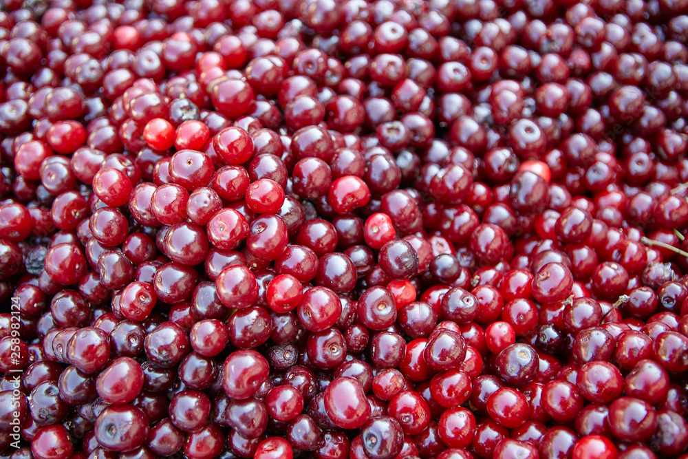 Kirschen Kirschen