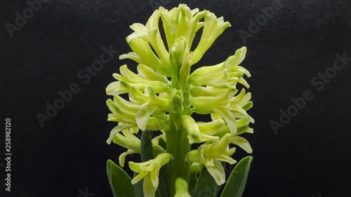 Timelapse of yellow Hyacinth flower blooming photo