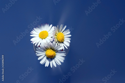 Romantic Daisy flowers (Bellis perennis)