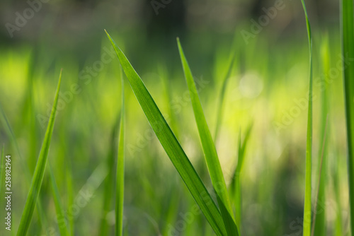 green grass blades macro selective focus