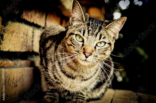 mirada de gato photo